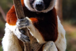 Madagascar (70/72)
